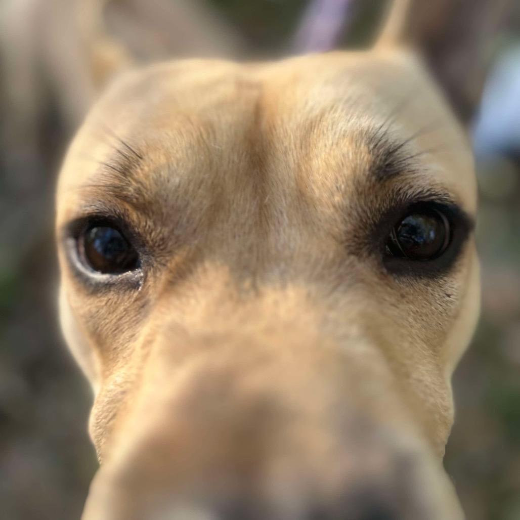 Enlarge Strutter, a Adoptable Mixed Breed in Edwardsville, IL image 4/6