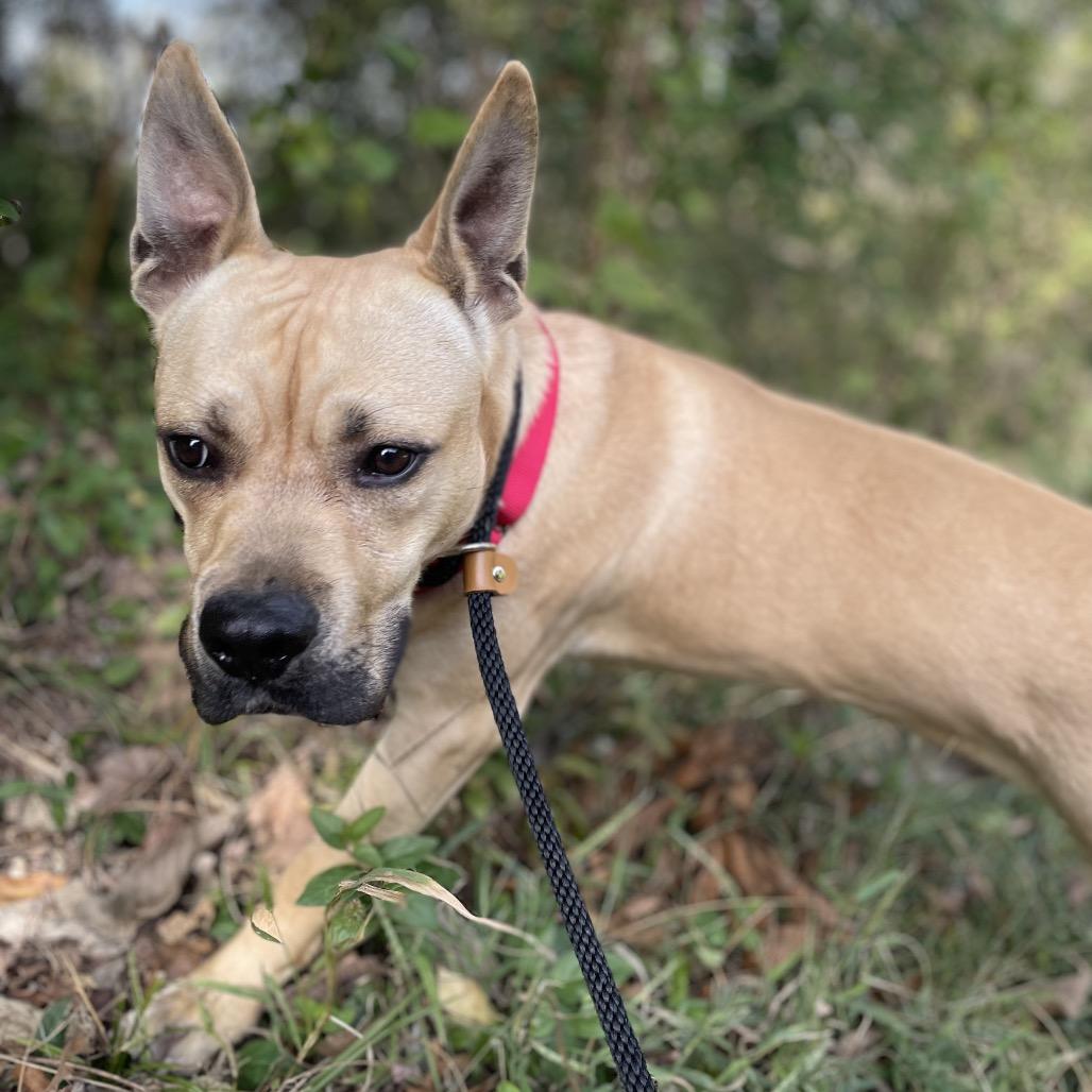 Enlarge Strutter, a Adoptable Mixed Breed in Edwardsville, IL image 5/6