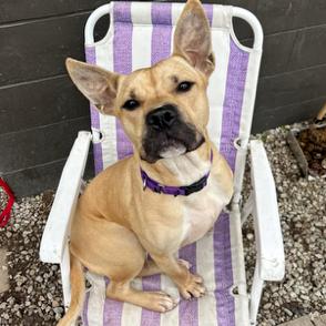 Enlarge Strutter, a Adoptable Mixed Breed in Edwardsville, IL image 5/6