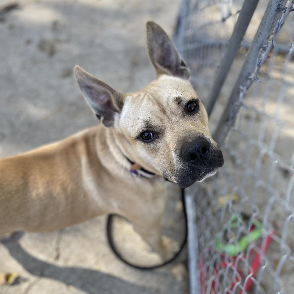 Enlarge Strutter, a Adoptable Mixed Breed in Edwardsville, IL image 6/6