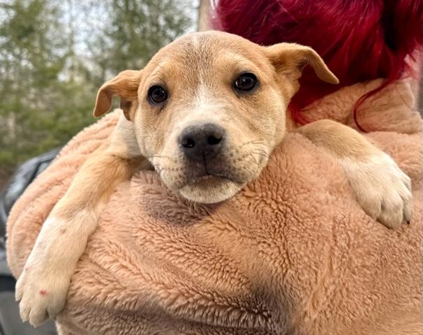 Scotch Spirits thumbnail 2