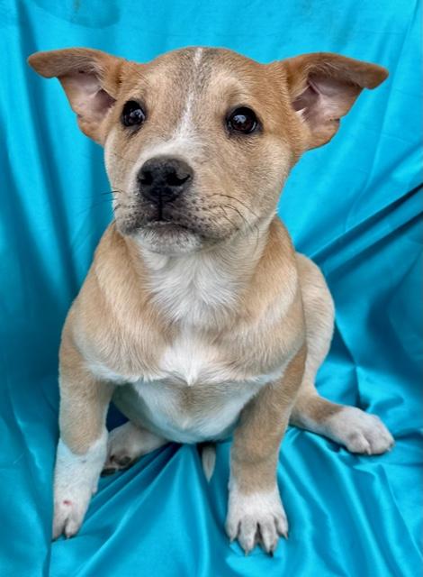 Scotch Spirits thumbnail 6