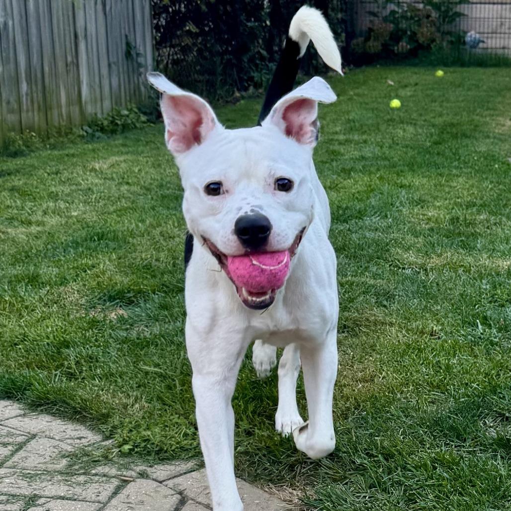 Bingham, a Adoptable mixed breed in Wauwatosa, WI image 1/6