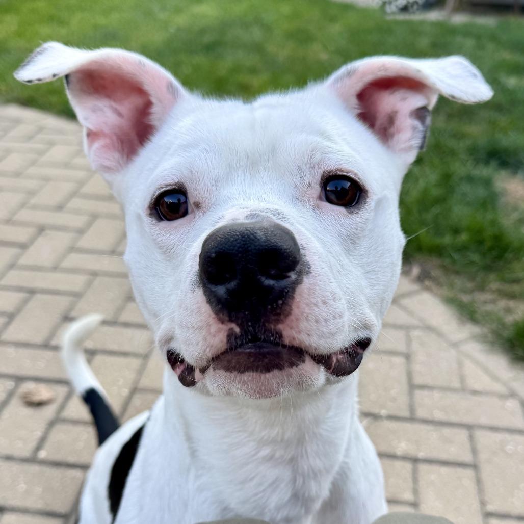 Bingham, a Adoptable mixed breed in Wauwatosa, WI image 2/6