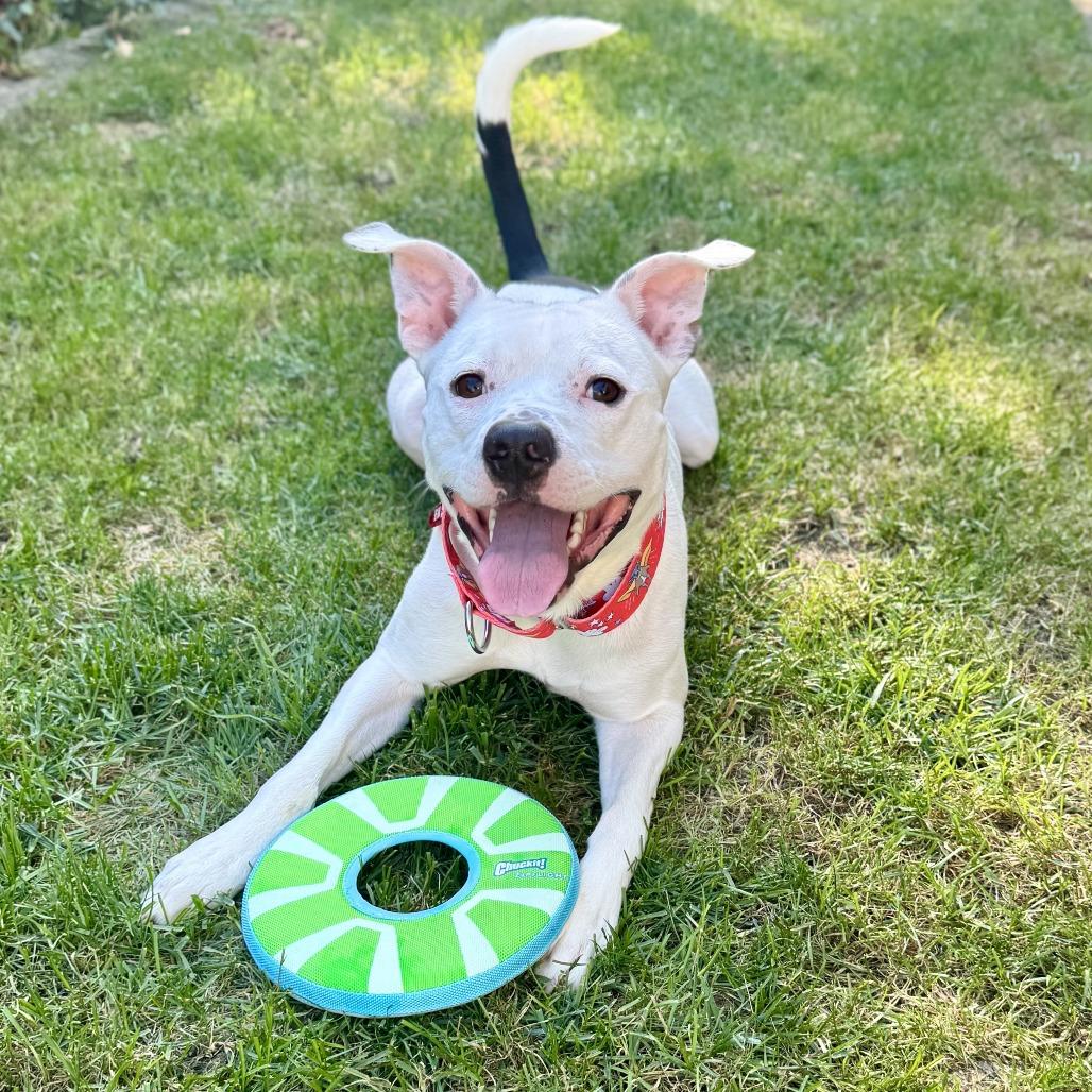 Bingham, a Adoptable mixed breed in Wauwatosa, WI image 3/6