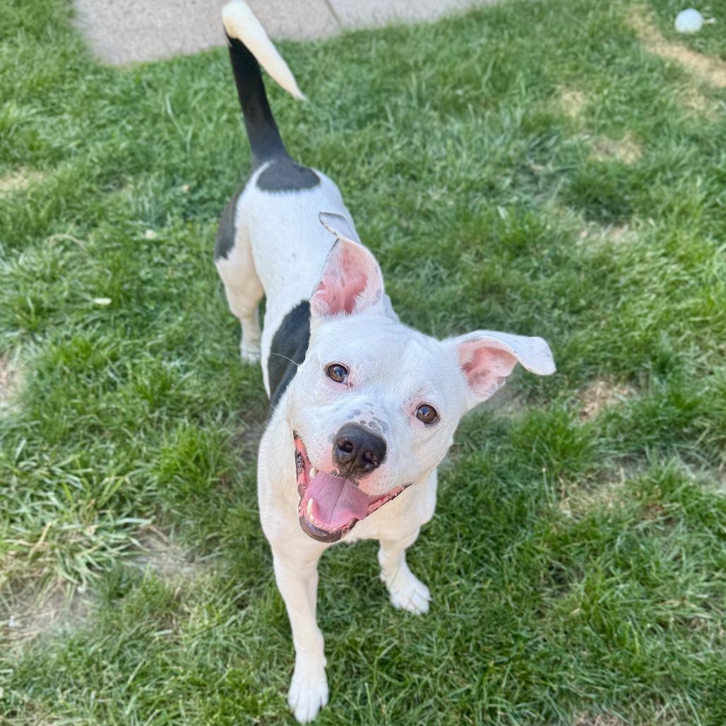Bingham, Adoptable, Young Male Pit Bull Terrier & Mixed Breed.