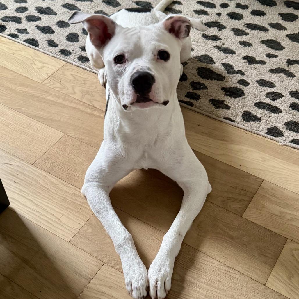 Bingham, a Adoptable mixed breed in Wauwatosa, WI image 5/6