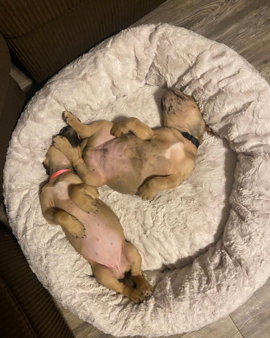 Oaks - The Loyal-Tree Litter