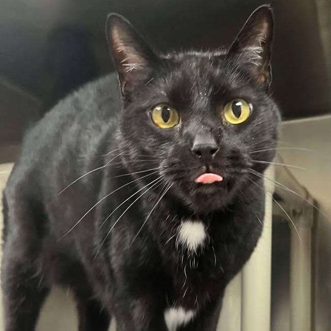 Enlarge Wally, a Adoptable Domestic Short Hair in Milan, IL image 1/1