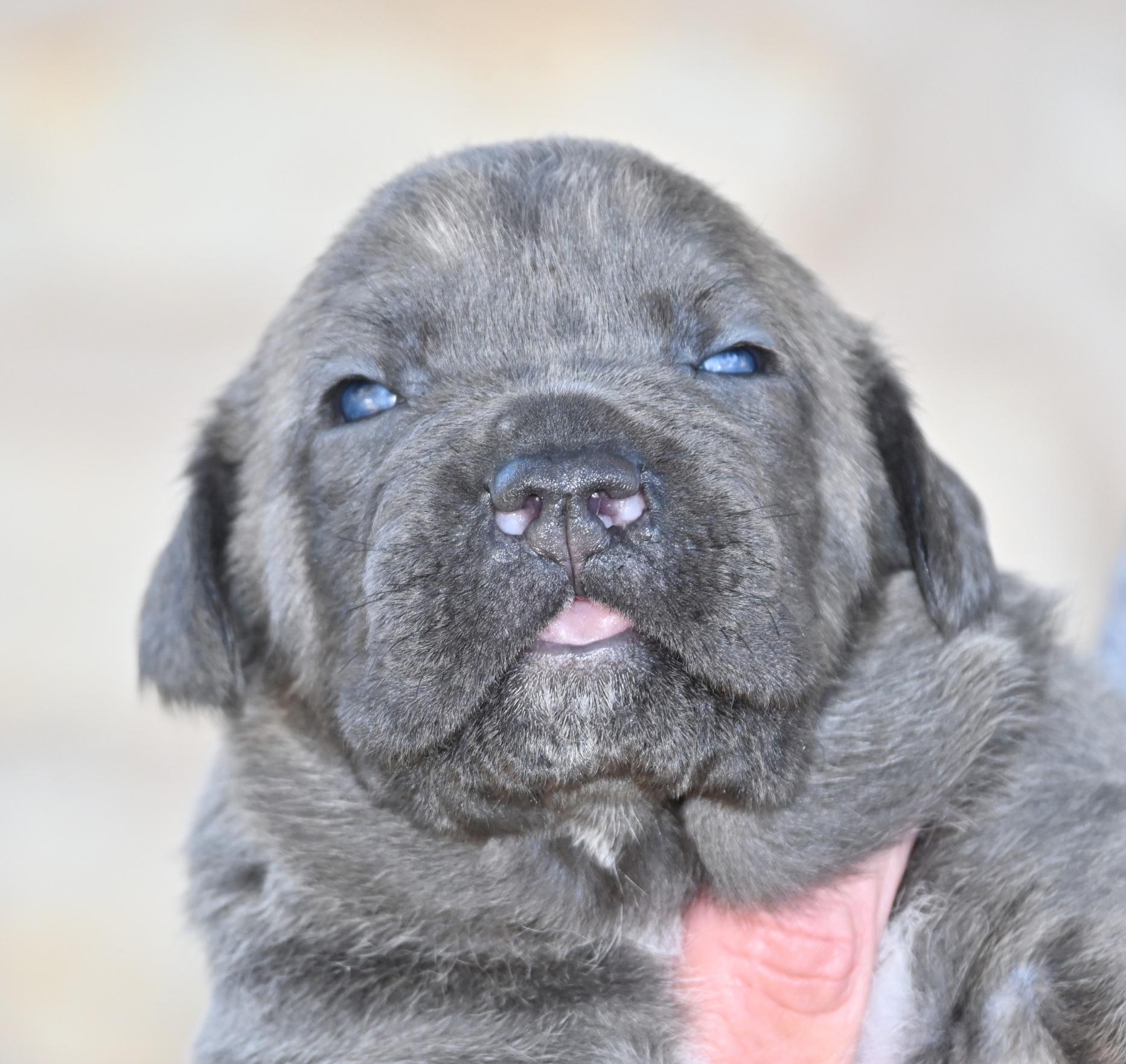 Glinda, adoptable, Puppy Female Mastiff & Labrador Retriever.