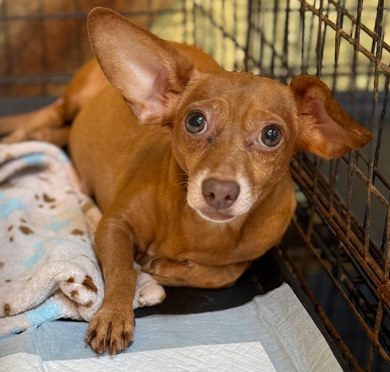 Lola 6504, adoptable, Adult Female Chihuahua.