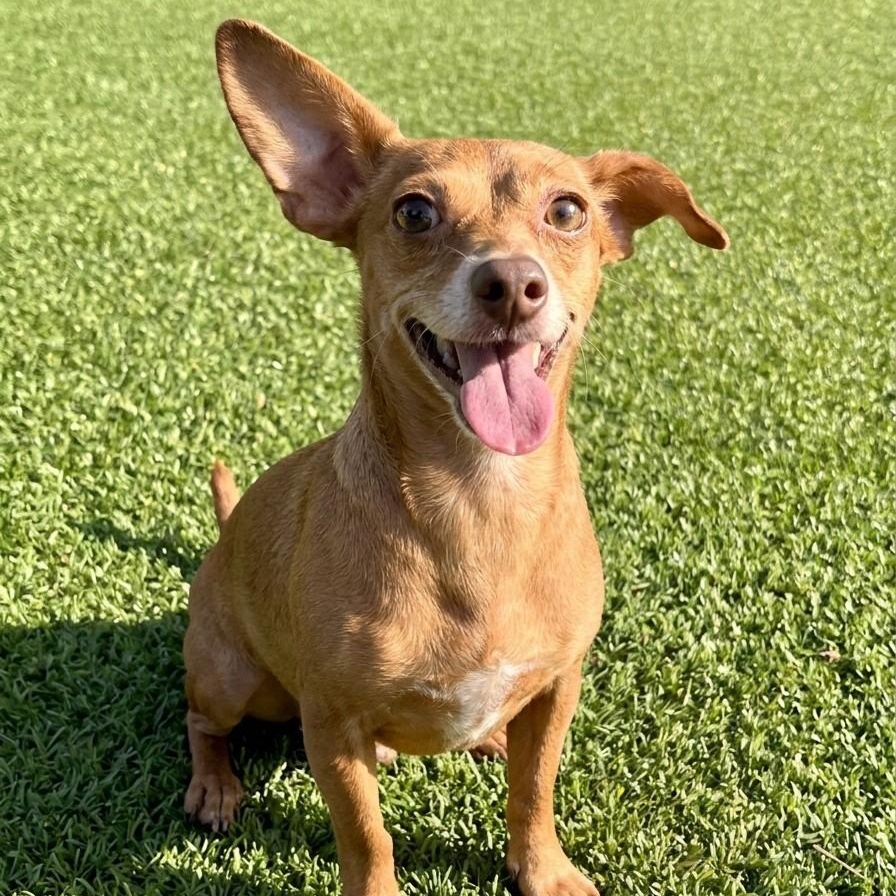 Lola 6504, Adoptable, Adult Female Chihuahua.