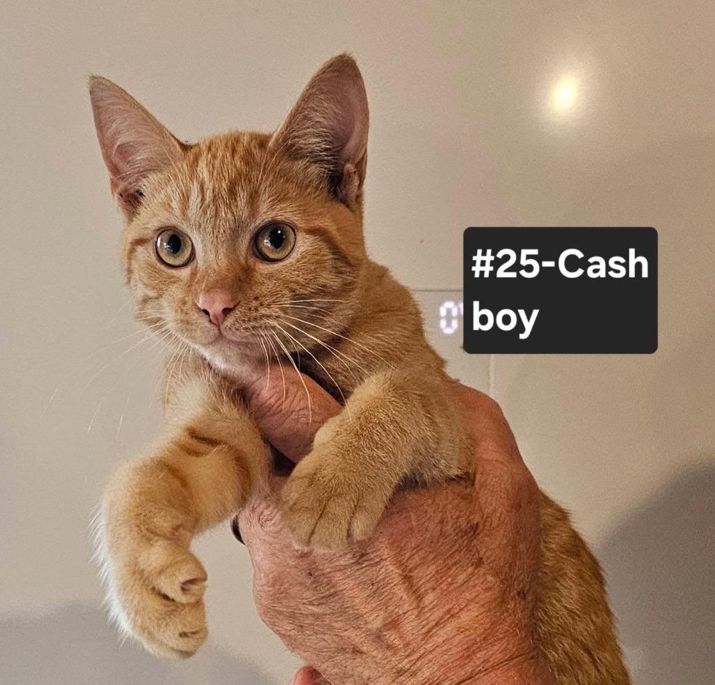 Cash photo