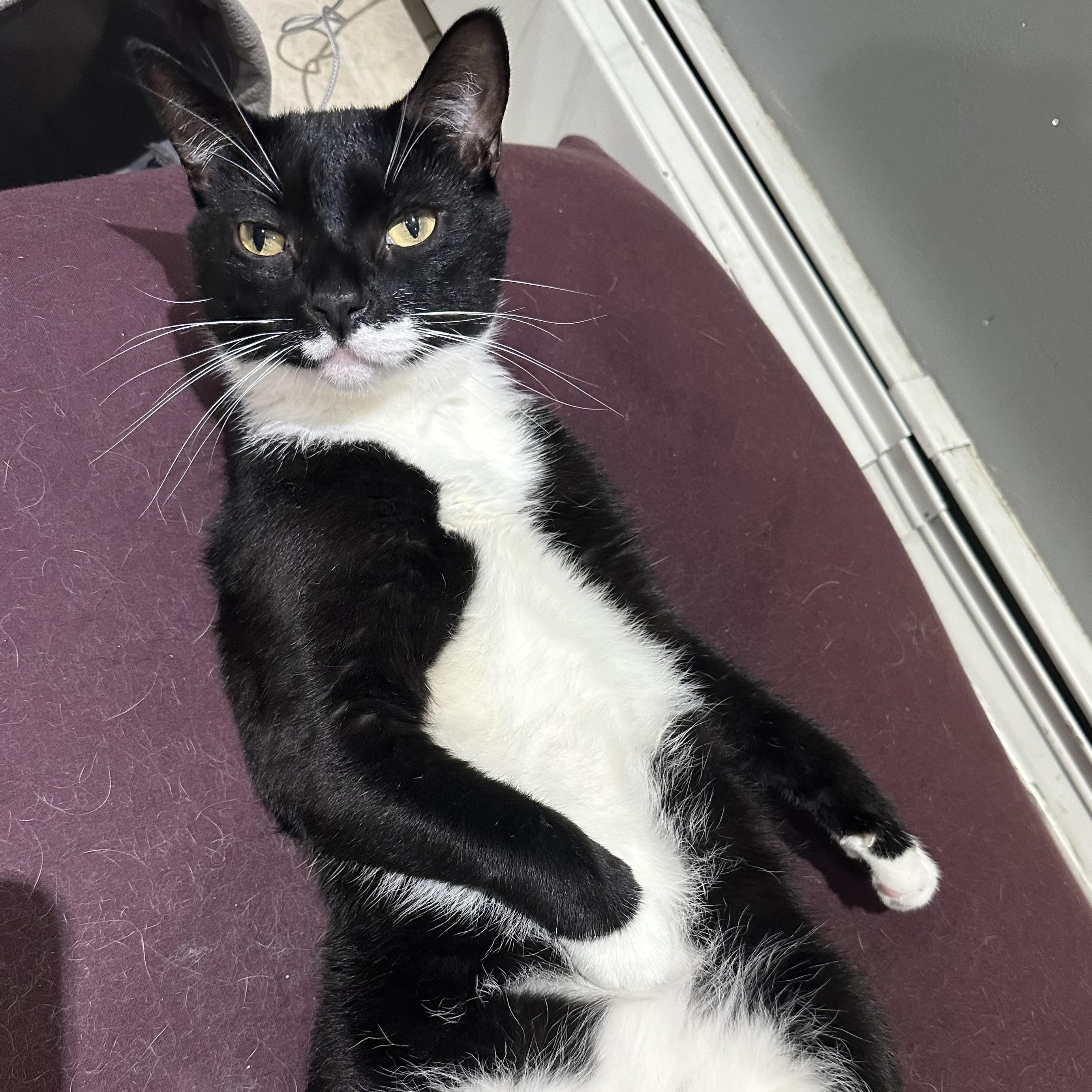 Batman, Adoptable, Adult Male Tuxedo.
