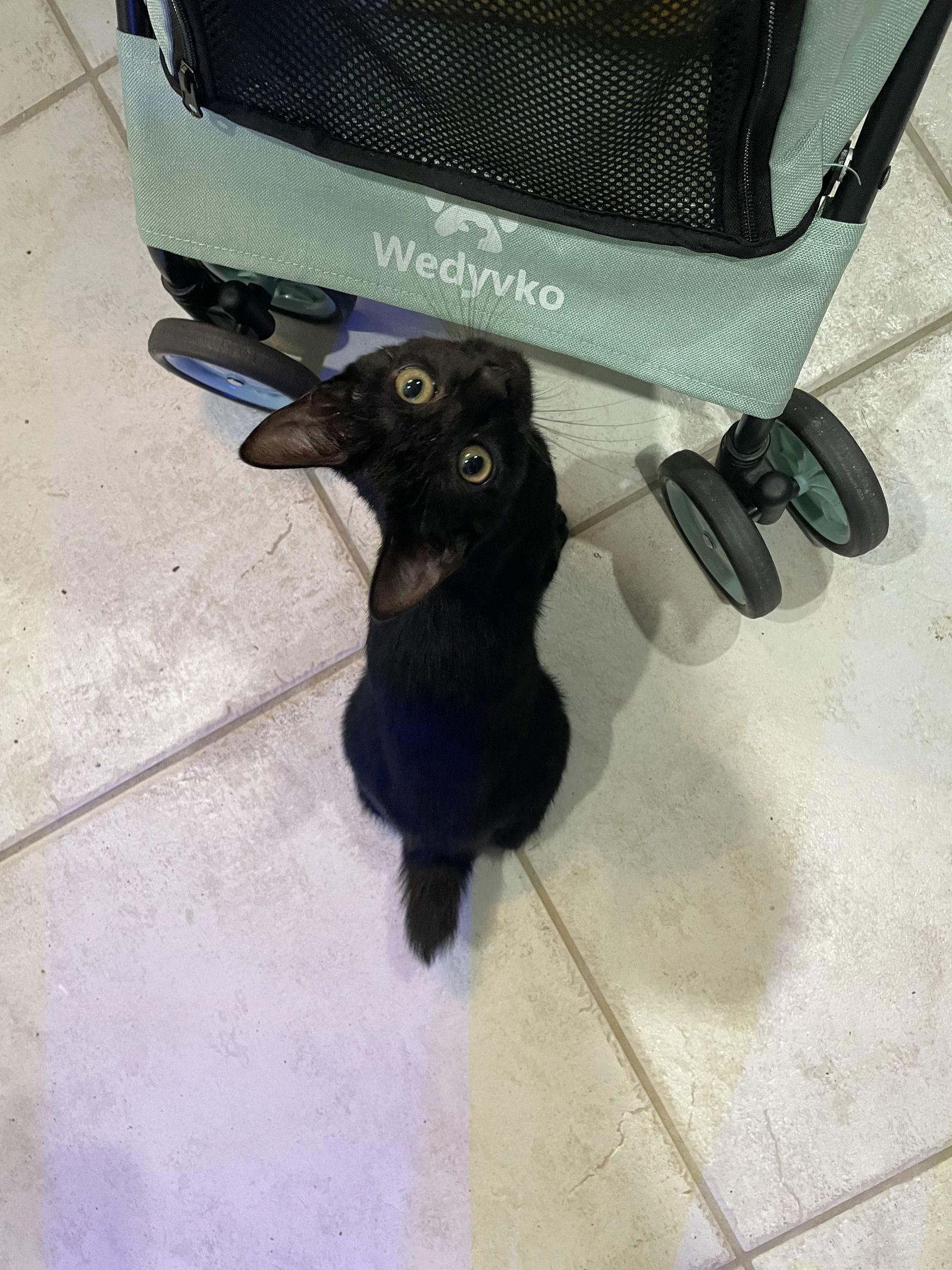 Maisie (bobtail), Adoptable, Kitten Female Domestic Short Hair.