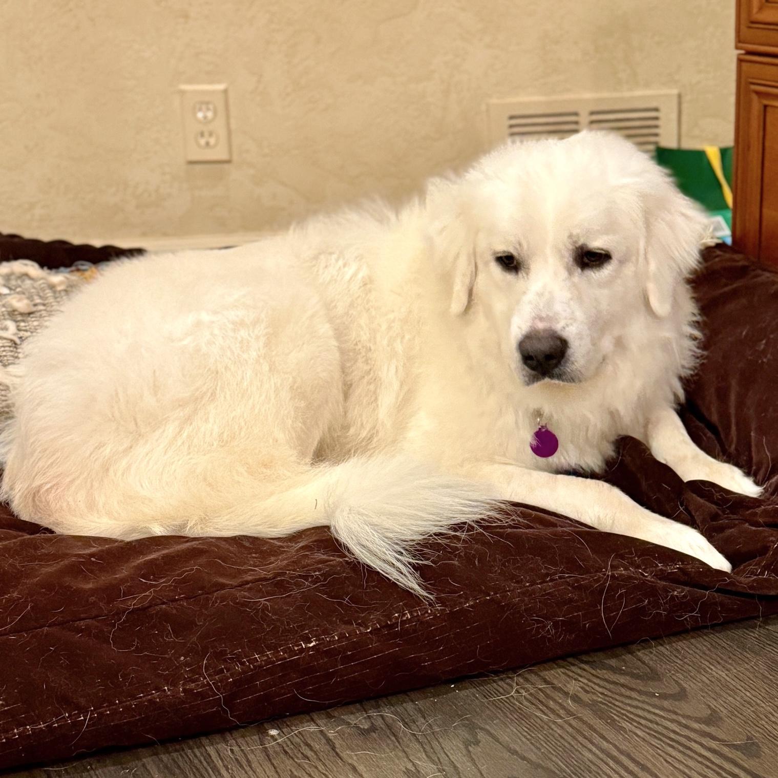 Marshmallow, ADOPTABLE, Adult Male Great Pyrenees.