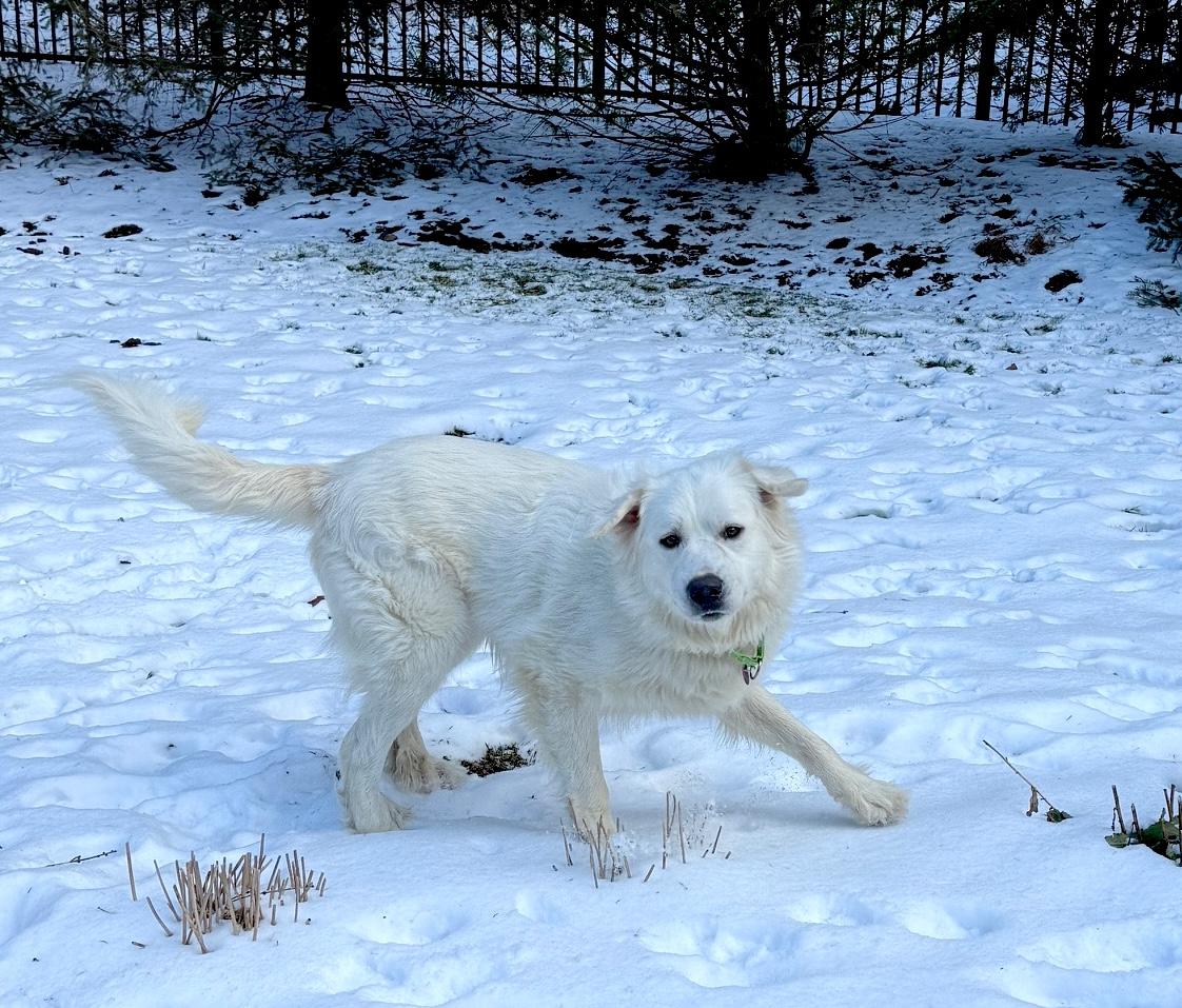 Enlarge Marshmallow, a ADOPTABLE mixed breed in Brooklyn, NY image 3/5