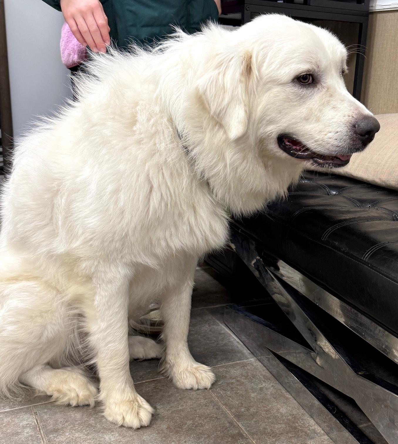 Enlarge Marshmallow, a ADOPTABLE mixed breed in Brooklyn, NY image 4/5
