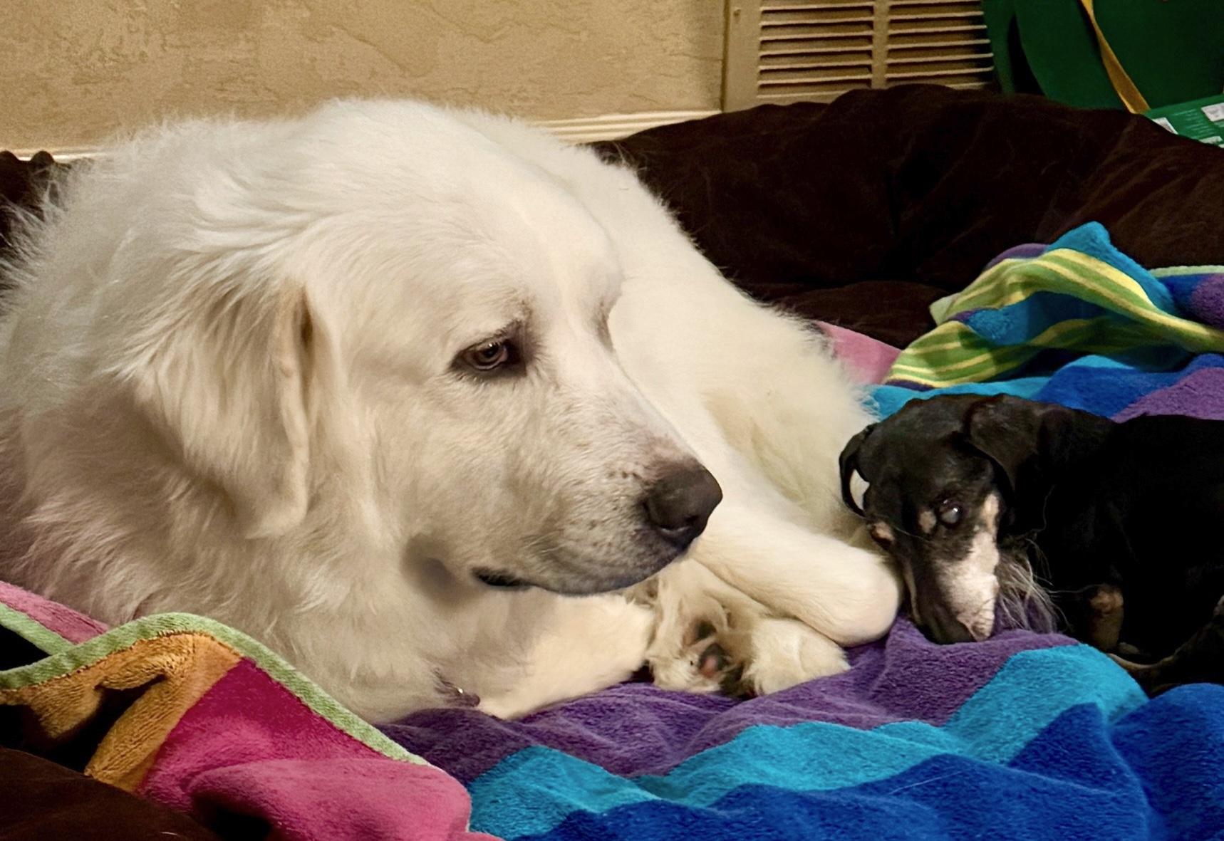 Enlarge Marshmallow, a ADOPTABLE mixed breed in Brooklyn, NY image 2/5