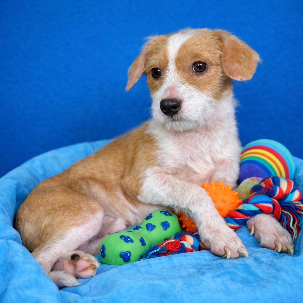 Elton — A Playful Little Comeback Kid, Adoptable, Puppy Male Chihuahua.