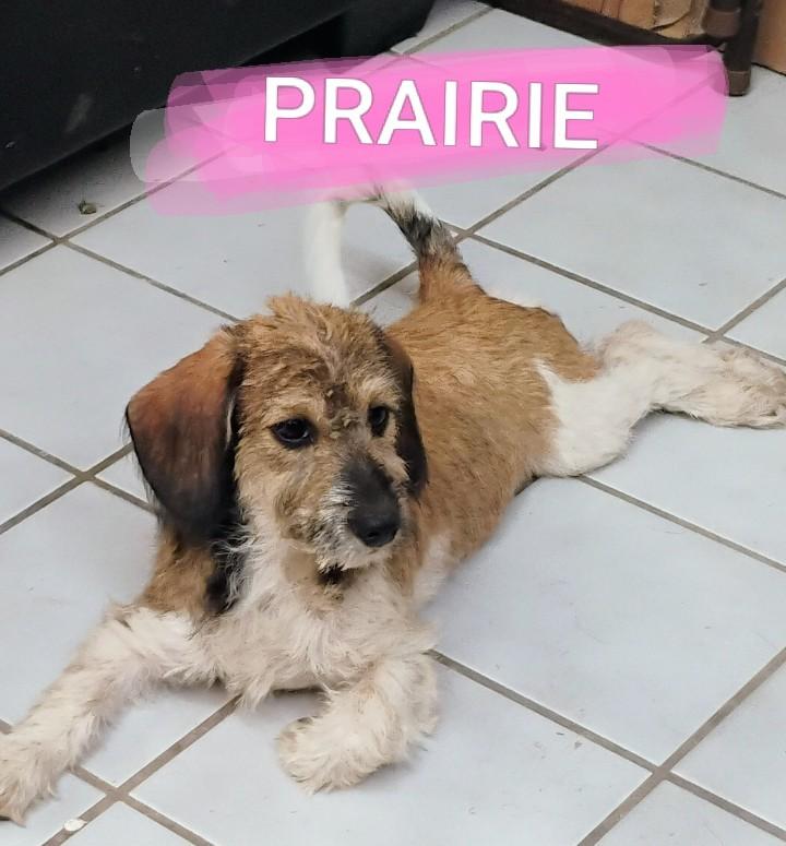 PRAIRIE, Adoptable, Puppy Female Schnauzer.