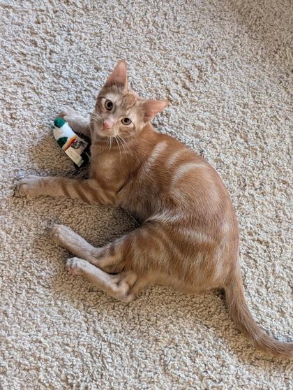 Osiris (must be adopted with Horus), Adoptable, Kitten Male Domestic Short Hair & Domestic Short Hair.