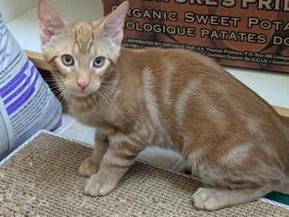 Enlarge Osiris (must be adopted with Horus), a Adoptable mixed breed in Hillsboro, OR image 3/3