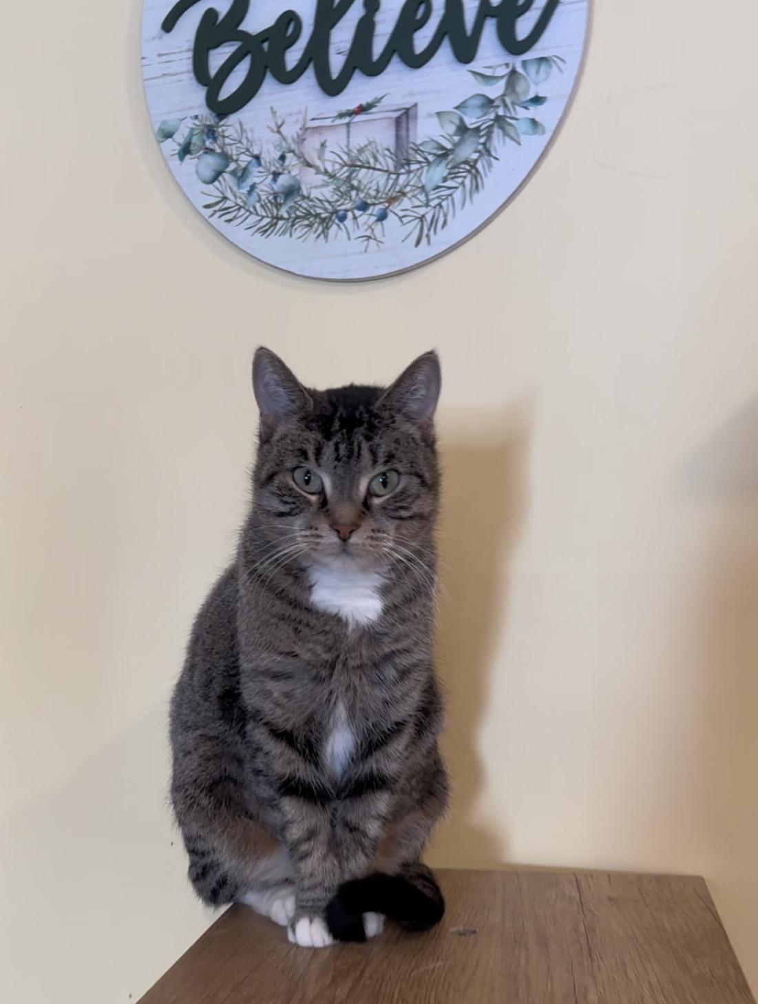 Susie, ADOPTABLE, Young Female Domestic Short Hair.