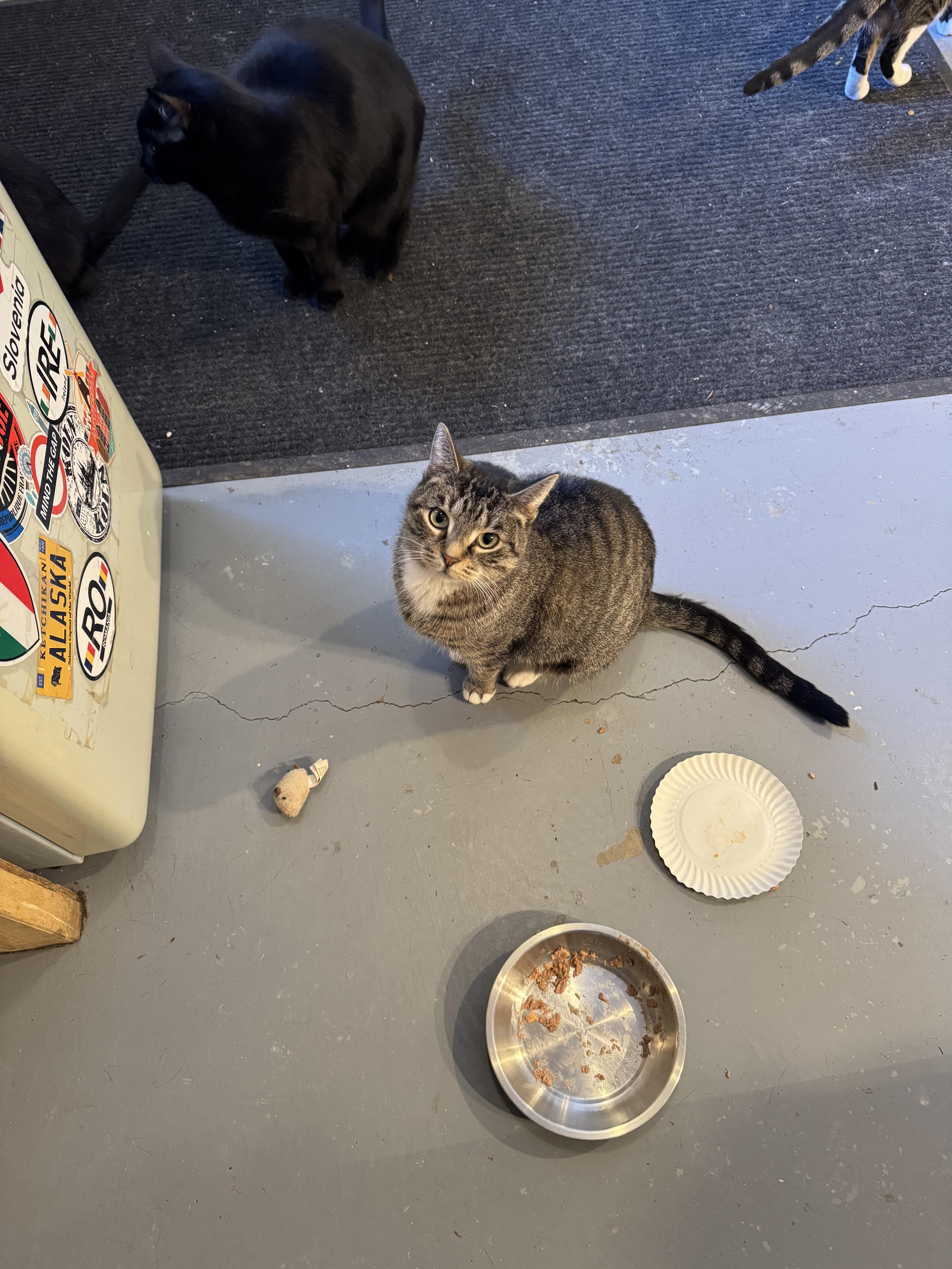 Enlarge Susie, a ADOPTABLE Domestic Short Hair in Belding, MI image 2/3