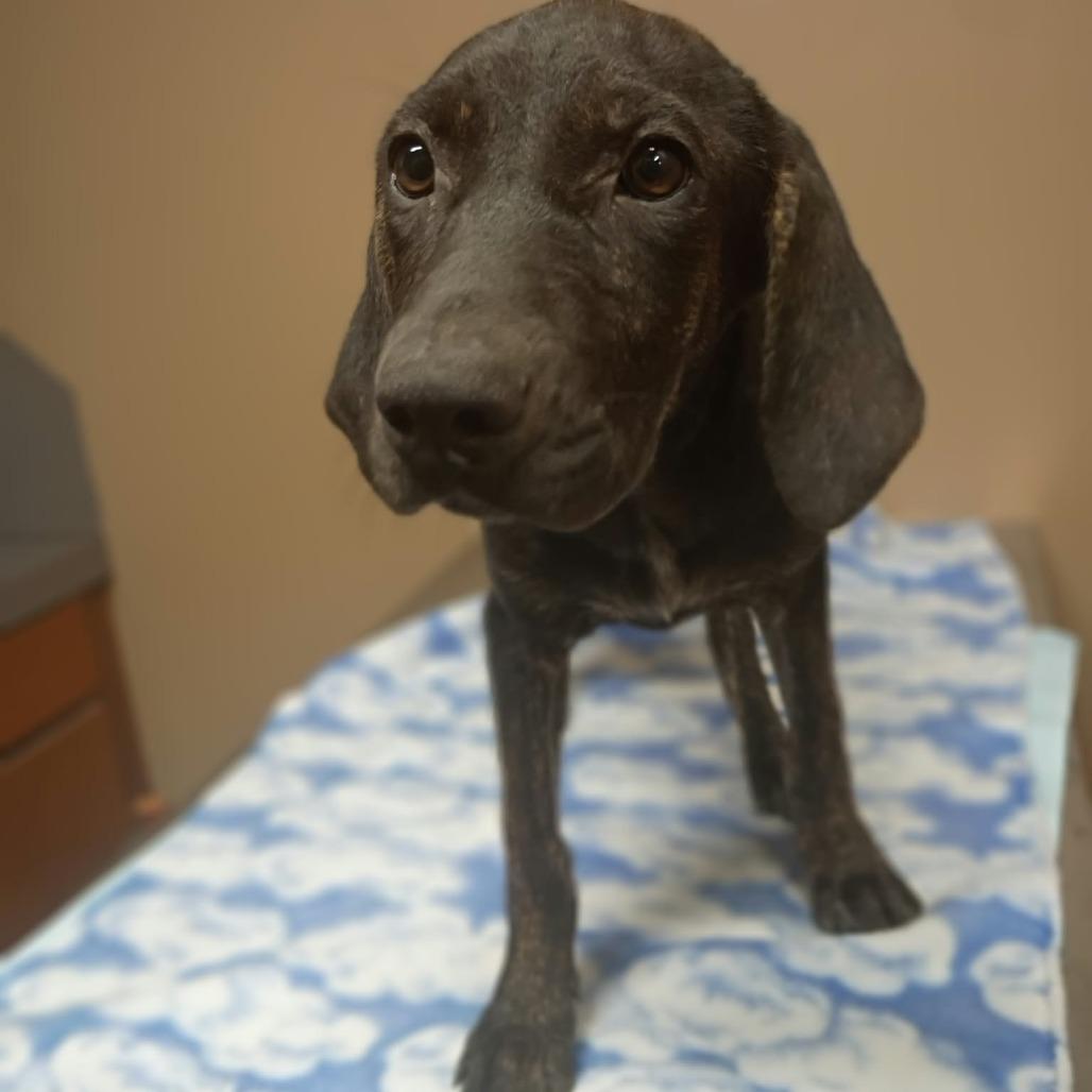 Enlarge Pound cake, a Adoptable Black Labrador Retriever in Stilwell, OK image 1/1