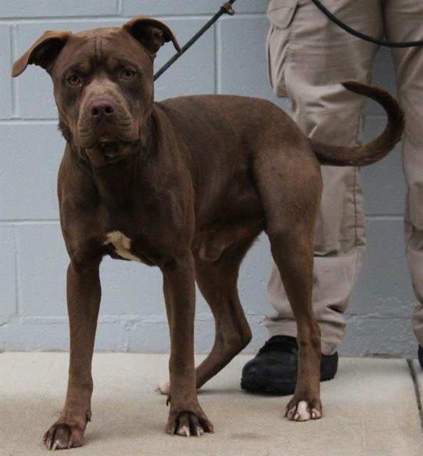 KRIS KRINGLE, Adoptable, Young Male Pit Bull Terrier & Labrador Retriever.