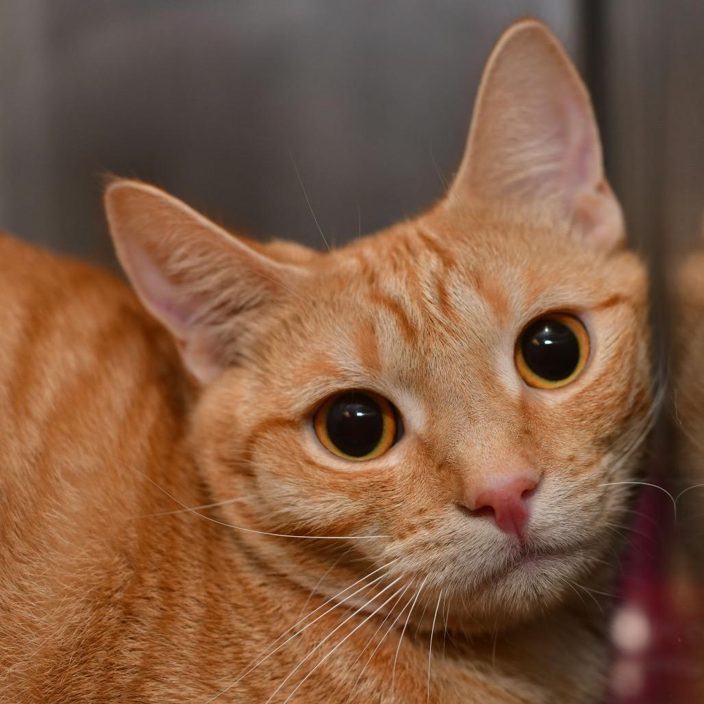 Nutmeg, Adoptable, Young Female Domestic Short Hair.