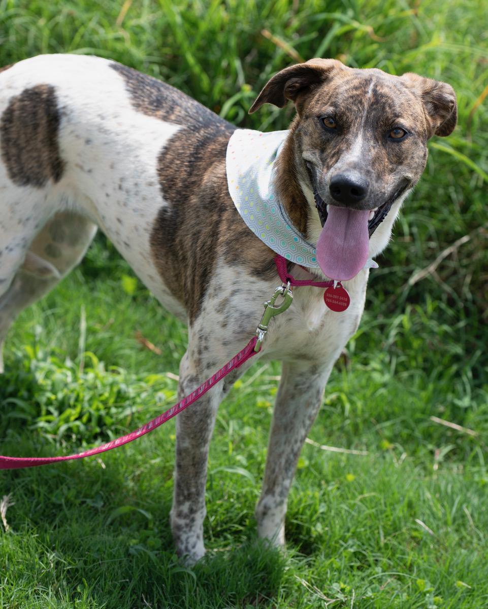 Enlarge Roulette, a Adoptable mixed breed in Winston-Salem, NC image 2/6