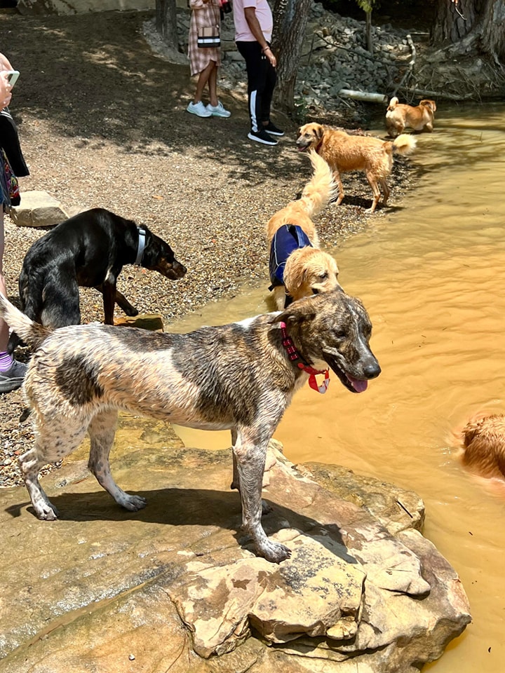 Enlarge Roulette, a Adoptable mixed breed in Winston-Salem, NC image 3/6