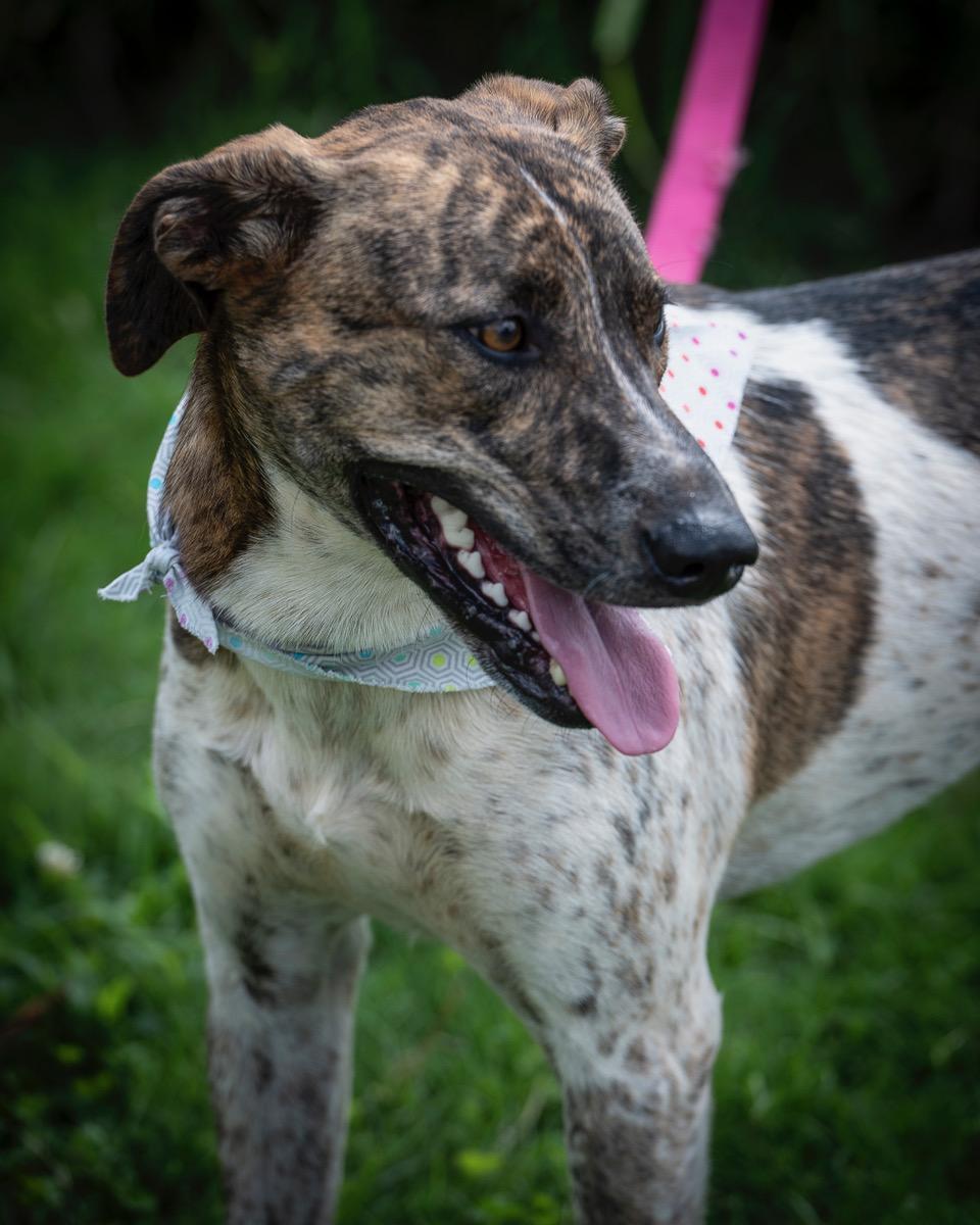 Enlarge Roulette, a Adoptable mixed breed in Winston-Salem, NC image 4/6