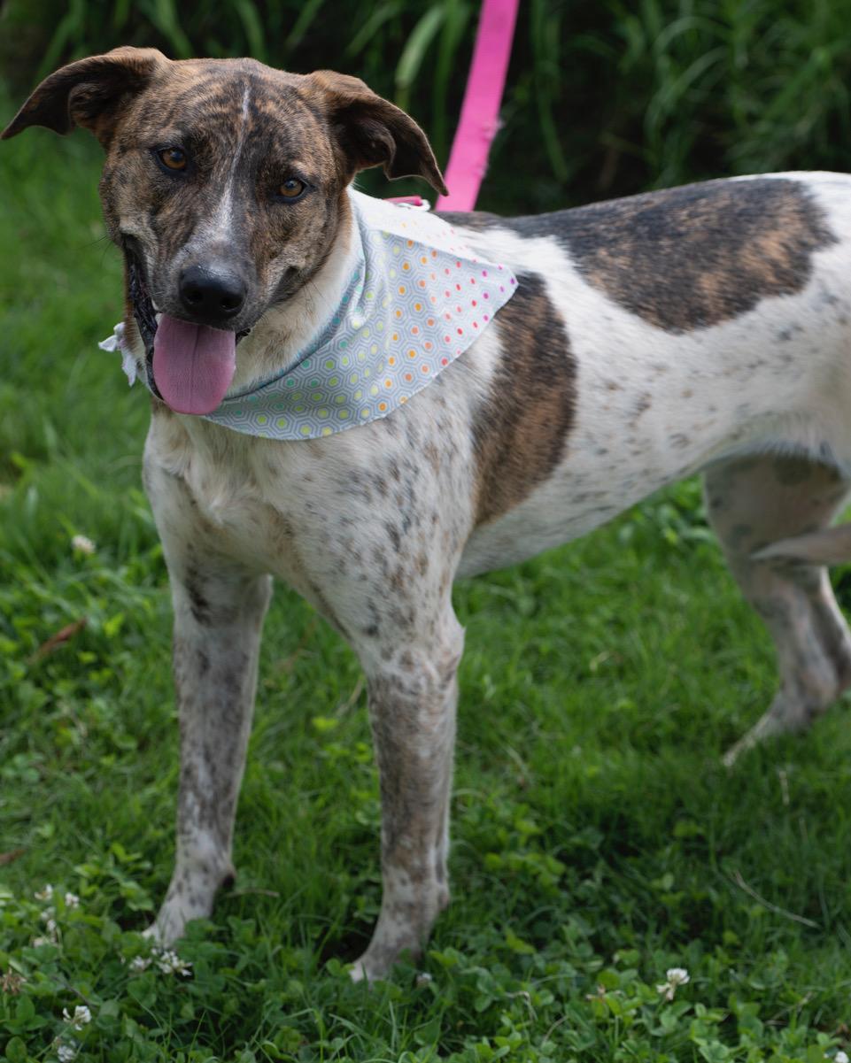 Enlarge Roulette, a Adoptable mixed breed in Winston-Salem, NC image 5/6