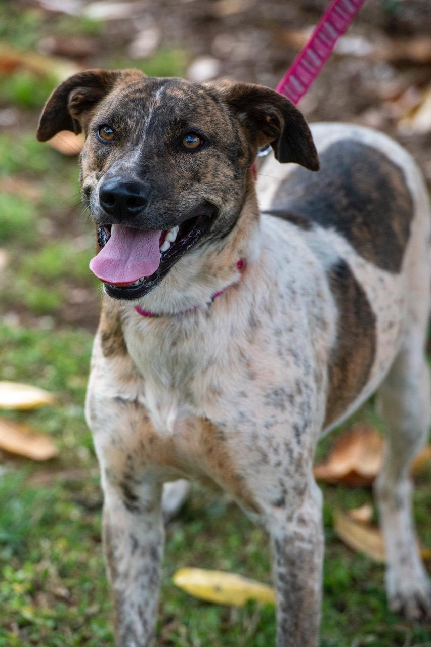 Enlarge Roulette, a Adoptable mixed breed in Winston-Salem, NC image 6/6