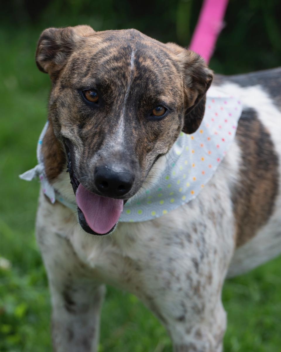 Roulette, Adoptable, Young Female Hound.