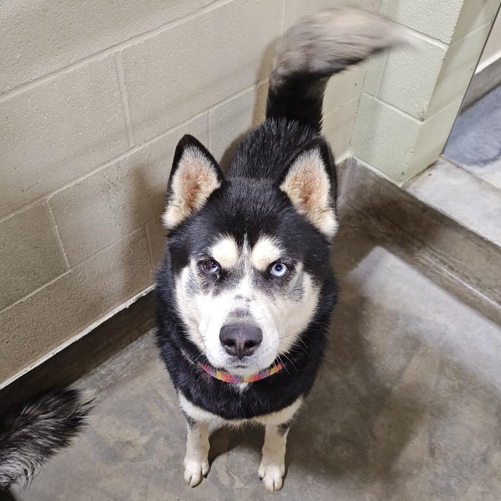 Enlarge Harry, a Adoptable Siberian Husky in Upland, CA image 1/4
