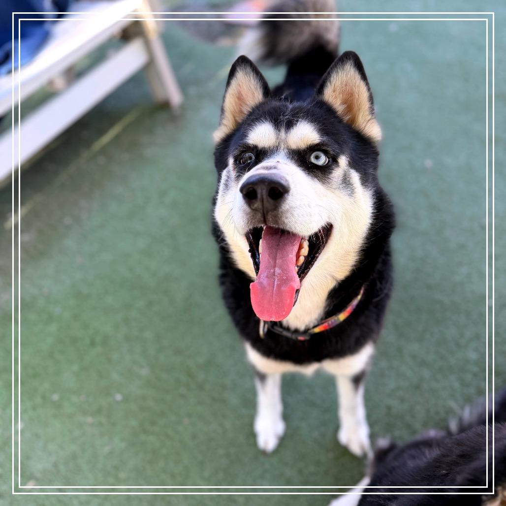 Enlarge Harry, a Adoptable Siberian Husky in Upland, CA image 2/4