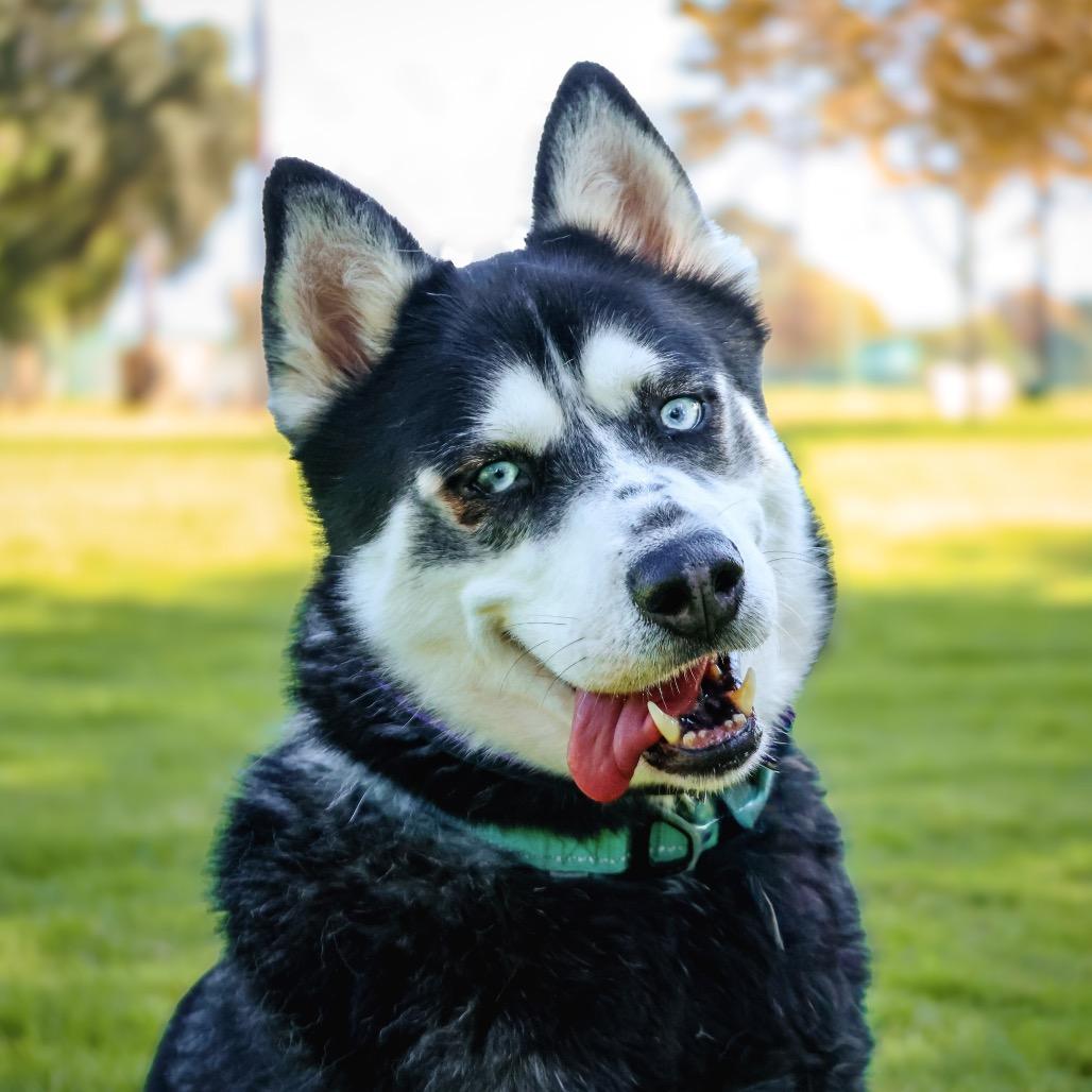 Enlarge Harry, a Adoptable Siberian Husky in Upland, CA image 3/6