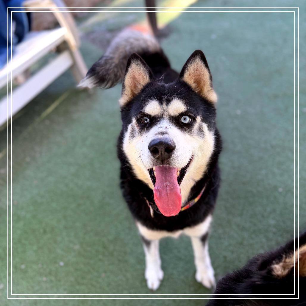 Enlarge Harry, a Adoptable Siberian Husky in Upland, CA image 3/4
