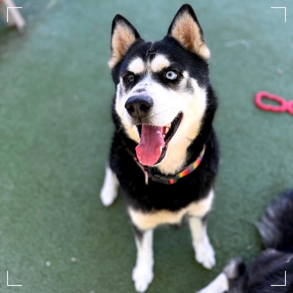 Enlarge Harry, a Adoptable Siberian Husky in Upland, CA image 4/4
