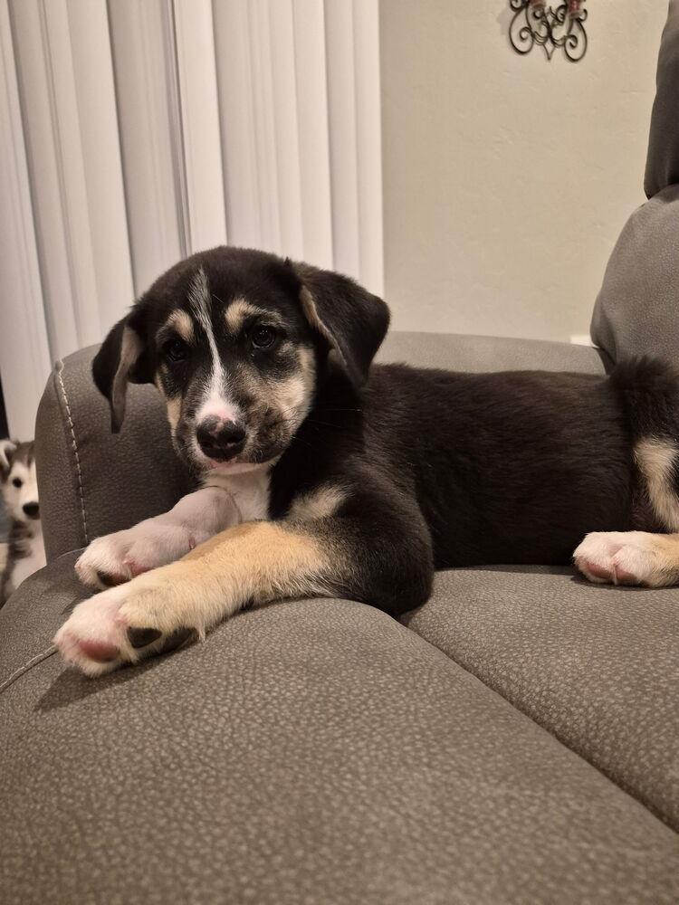 Rudy, a ADOPTABLE mixed breed in TUCSON, AZ image 2/5