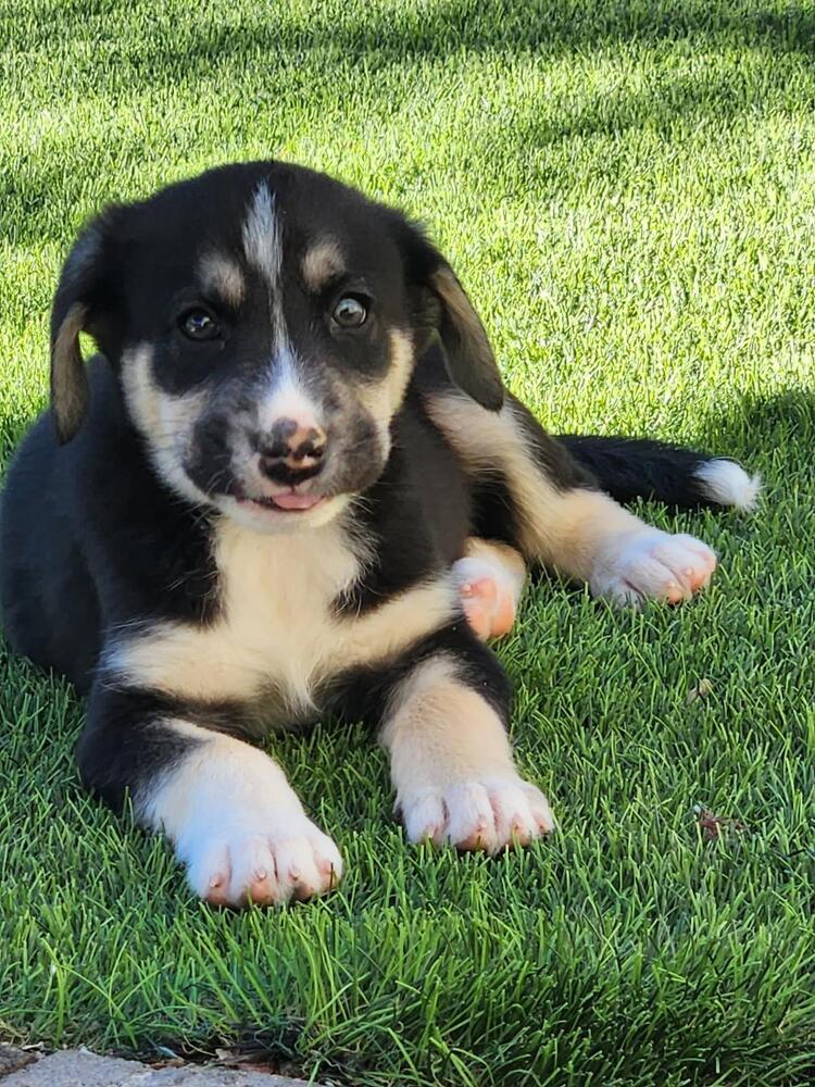 Rudy, a ADOPTABLE mixed breed in TUCSON, AZ image 4/5