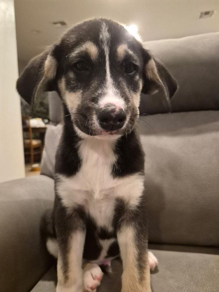 Rudy, ADOPTABLE, Puppy Male Husky.