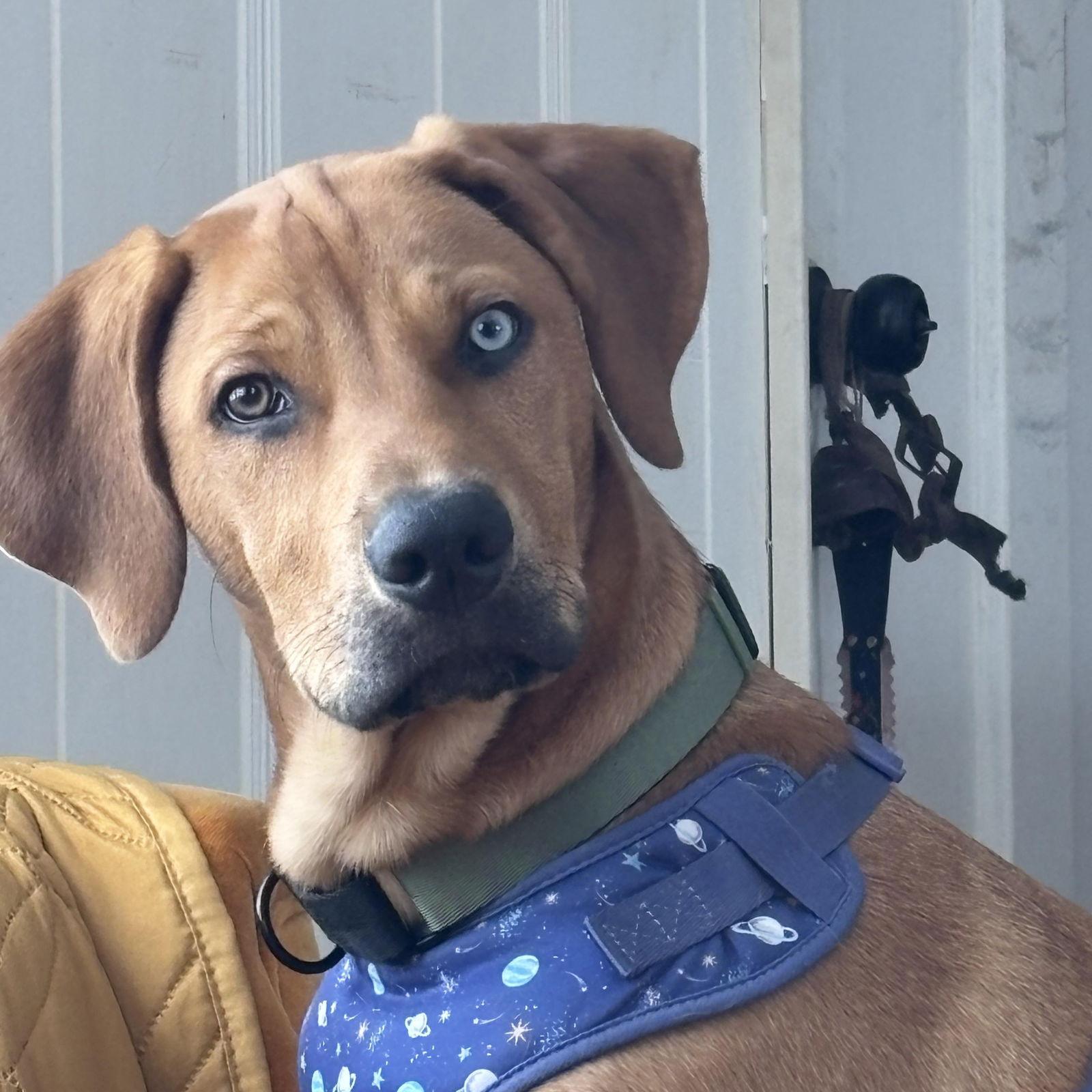 Roo (Courtesy Post), Adoptable, Puppy Male Hound.