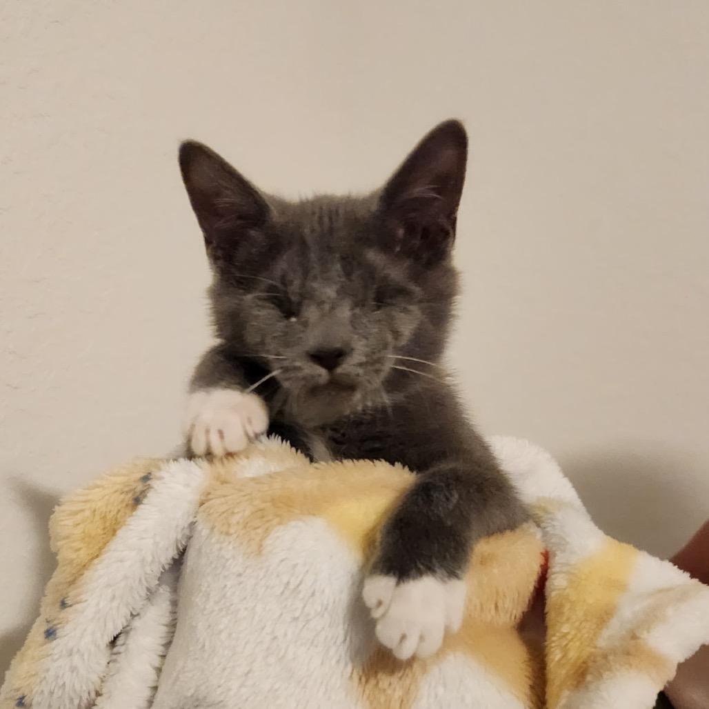 Whisper, Adoptable, Kitten Female Domestic Short Hair.