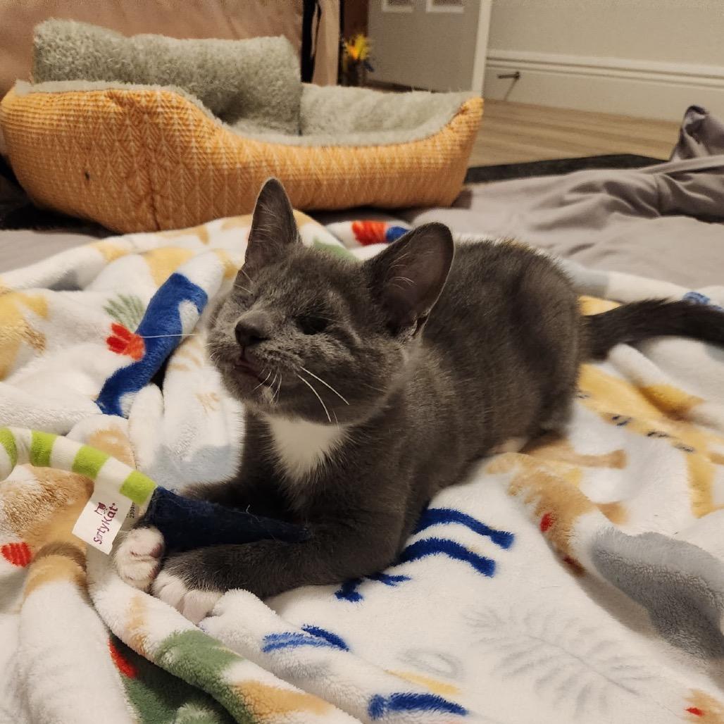 Enlarge Whisper, a Adoptable Domestic Short Hair in North Port, FL image 2/6