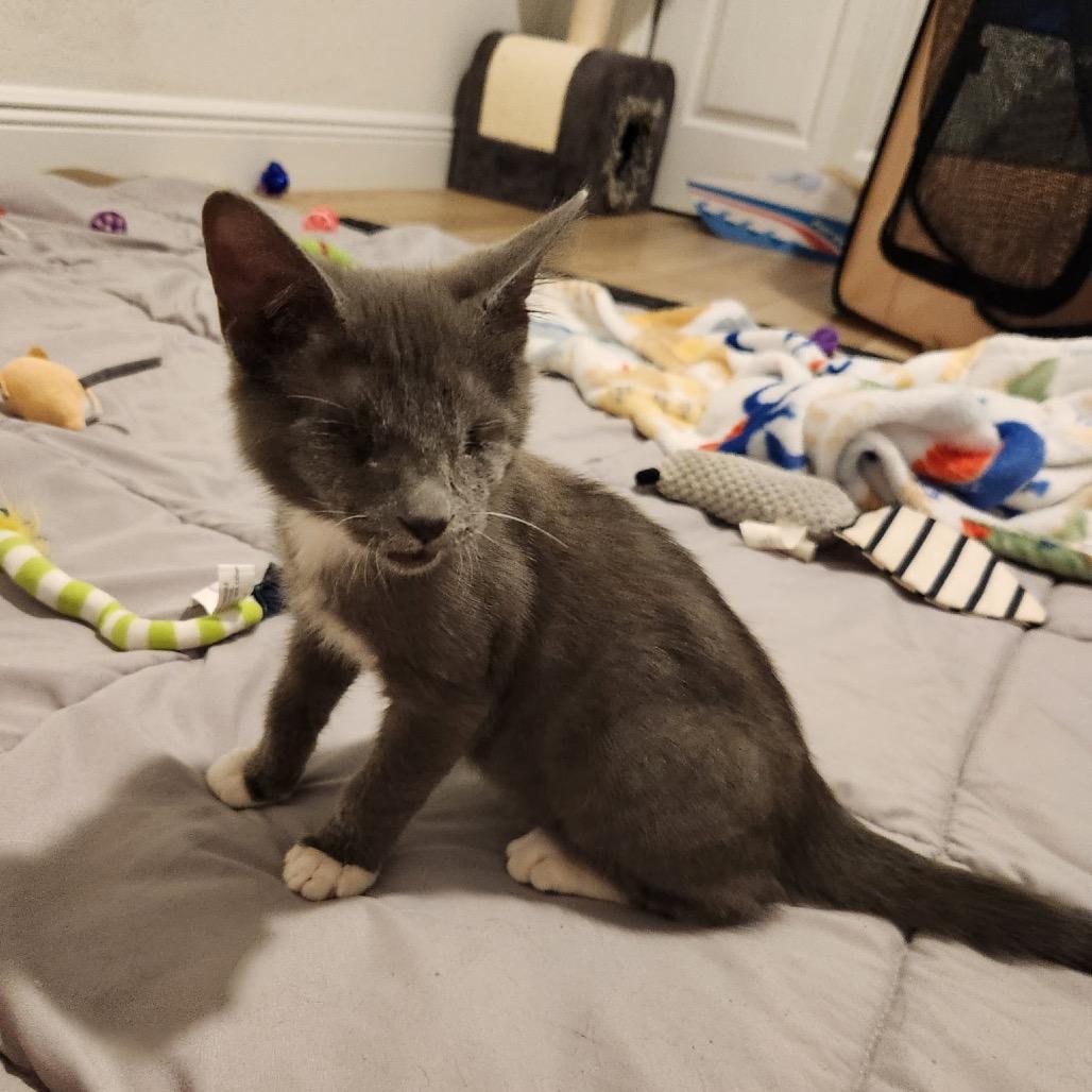 Enlarge Whisper, a Adoptable Domestic Short Hair in North Port, FL image 3/6